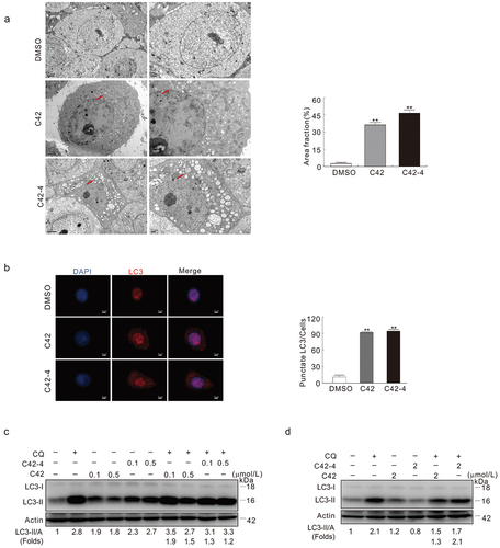 Figure 4. Both C42 and C42-4 induced autophagy in HeLa cells. (a) TEM was performed on HeLa cells at the 2 h time points after challenge of C42 (0.5 μmol/L) or C42-4 (0.5 μmol/L) as described in Materials and methods. Using ImageJ, the area fraction between autophagosomes and cytoplasm underwent morphometric analysis. The area ratio data, which had a non-normal distribution, are shown as the means of at least 20 cells from each group that were counted. Following a Mann-Whitney test to examine the difference, the double asterisk denotes a significant difference between C42 and C42-4 and the DMSO control for either C42 or C42-4. (P  < 0.01) (the graph right of the panel). Arrow: Autophagosome-like structure. (b) Immunofluorescence was performed on HeLa cells using the antibody of LC3 following treatment with C42 (0.5 μmol/L) or C42-4 (0.5 μmol/L) for 2 h. The numbers of the punctate LC3 in each cell were counted. Cell scores were distributed non-normally, and the mean of at least 50 cells counted for each group is what is displayed. The Mann-Whitney test was used to compare the differences between C42 and DMSO or between C42-4 and DMSO, and the double asterisk indicates that either C42 or C42-4 significantly differ from the DMSO-control (P < 0.01). (the graph to the panel’s right). (c and d) After 2 h treatment of HeLa cells with C42 or C42-4 (0.1, 0.5, 2 μmol/L) in the presence or absence of CQ (15 μmol/L); the cells were trypsinised, gathered by centrifuge and lysed, and the cell lysates separated by SDS-PAGE and were analysed via immunoblotting with the antibodies indicated. The ratios of LC3-II to actin were adjusted and shown below the blots. The signal quantification (n = 3) was represented by the image. The data as mean ± S.D. given and examined by t-test for the histogram results. *P < 0.05 vs. control; **P < 0.01 vs. control. Repeated at least three times were similar experiments.