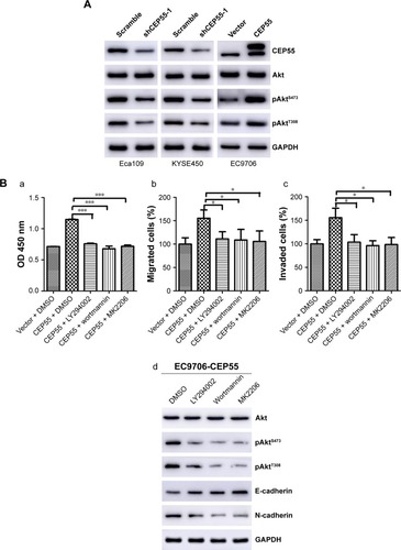 Figure 5 PI3K/Akt pathway is involved in CEP55-mediated cell proliferation, migration, invasion and EMT.