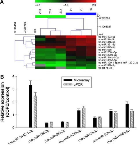 Figure 2 Expression profile and validation of selected miRNAs in AMs from COPD rats.