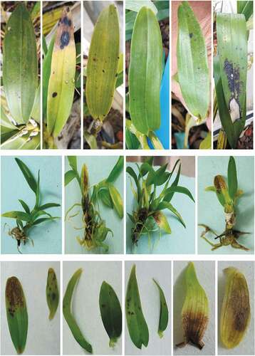 Figure 1. Common Orchidaceae disease symptoms on leaves caused by pathogenic/conditional pathogenic fungi.