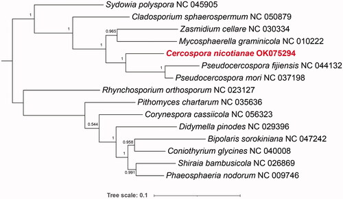 Figure 1. Phylogenetic relationship of 15 species constructed by the Maximum Likelihood method based on the 12 core protein-coding genes.