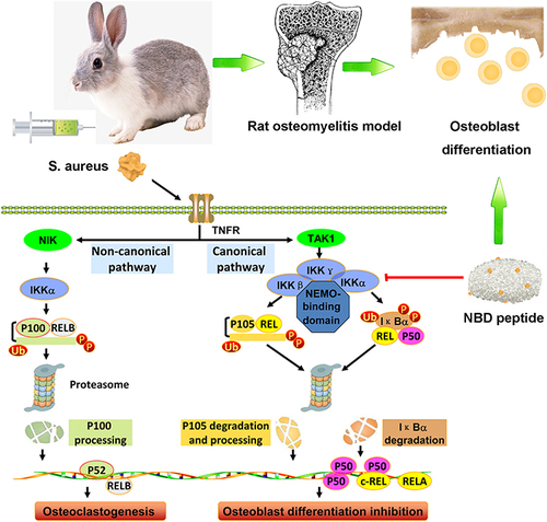 Figure 11 Diagram of proposed mechanisms by which NBD peptides selectively attenuate inflammation-induced activation of NFκB through interaction with NBD–NEMO and further abrogates (at least partly) the bad influence of inflammation on osteoblast differentiation in an S. aureus–induced bone-infection model.