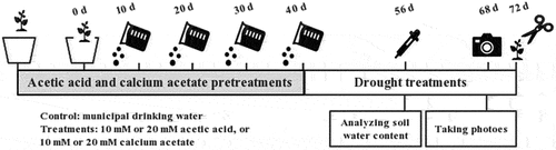 Figure 1. Schematic diagram of the experimental process.
