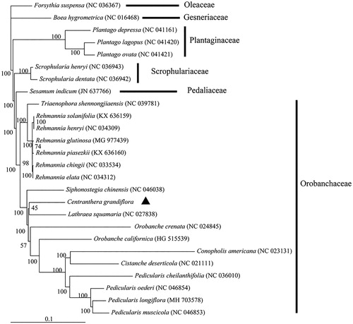 Figure 1. Phylogenetic tree of Centranthera grandiflora and 25 related species based on complete chloroplast genomes. Nodal numbers are ML bootstrap values.