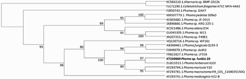 Figure 2. Phylogenetic identification of Phoma sp. (funbio 20) based on ITS sequence. The values on the phylogenetic tree are bootstrap values, which is the percentage calculated from 1000 replicates in a bootstrap analysis. The phylogenetic tree was constructed by MEGA 4 and calculated by the neighbour-joining method. Colletotrichum fragariae and Alternaria sp. were assembled in a different group from Phoma sp.