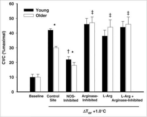 Figure 5. Effect of arginase inhibition and L-Arginine supplementation on cutaneous active vasodilation in young and older humans. Cutaneous active vasodilation is attenuated in older (open bars) compared to younger (black bars) subjects. Inhibition of arginase, L-Arginine supplementation, or a combination of the 2 restored cutaneous active vasodilation in older subjects but had no effect in younger subjects. These data suggest that healthy aging results in an increase in arginase activity that reduces bioavailability of L-Arginine, an important substrate for NOS. Adapted, with permission, from Holowatz et al.Citation109