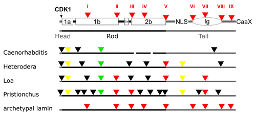 Figure 5. Lamin gene evolution in nematodes. Labeling of lamin structure and intron color code is as in Figure 4. Yellow triangles: introns restricted to nematodes.