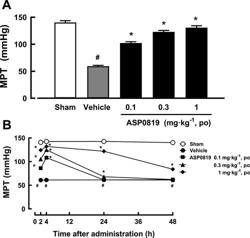 Figure 3 Effect of ASP0819 on muscular withdrawal responses in VIM rats (A) 4 h after a single dose and (B) after repeated daily doses across 14 days. (A) The effect of ASP0819 was evaluated in a rat vagotomy model after a single administration. One week after the sham or vagotomy operation, vehicle or ASP0819 (0.1, 0.3, and 1 mg·kg-1) was orally administered, and the muscle pressure threshold (MPT) was measured 4 h after administration. (B) The effect of ASP0819 was evaluated in a rat vagotomy model after repeated administration. Vehicle or ASP0819 (0.1, 0.3, and 1 mg·kg-1) was orally administered once a day for 14 days from one week after the sham or vagotomy operation, and the MPT was measured at 2, 4, 24, and 48 h after the final administration. Data are expressed as the mean ± SEM in each group (n=6). #P<0.05, statistically significant compared to the normal group (Student’s t-test). *P<0.05, statistically significant compared to the control group (Dunnett’s multiple comparisons test).