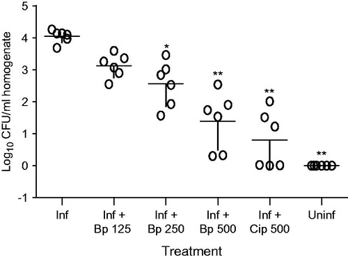 Figure 1. Effects of different treatment on the recovery of H. pylori from infected mice. Each circle represents the bacterial count for one animal. (Inf): infected + vehicle; (Inf + Bp 125): infected + B pinnatum 125 mg/kg; (Inf + Bp 250): infected + B pinnatum 250 mg/kg; (Inf + Bp 500): infected + B pinnatum 500 mg/kg; (Inf + Cp 500): infected + ciprofloxacin 500 mg/kg; (Uninf): normal group. Data column of the different treatment with superscript * are significantly different compared with infected control group (*p < 0.05; **p < 0.01).
