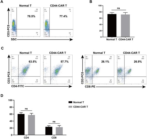 Figure 3 Phenotype analysis of normal T and CD44-CAR T cells. (A) After transfection, flow cytometry showed CD3 expression in normal T and CD44-CAR T cells on day 7. (B) No difference in normal T and CD44-CAR T cells of CD3 expression. Statistics are presented as the means ± SDs, n = 3 per group. ns, not significant. (C) Further analysis from CD3 positive cell populations, flow cytometry showed CD4 and CD8 expression in normal T and CD44-CAR T cells on day 7. (D) CD44-CAR T cells showed similar expression levels of CD4 and CD8 compared to normal T cells. Statistics are presented as the means ± SDs, n = 3 per group. ns, not significant.