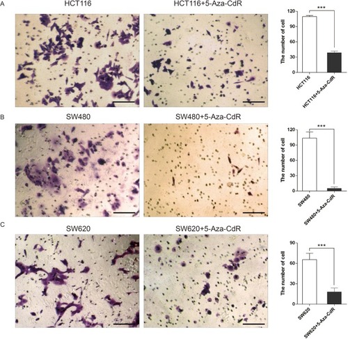 Figure 2 5-Aza-CdR can inhibit invasion in colon cancer cells.Notes: (A) Transwell experimental results of HCT116 cells; (B) Transwell experimental results of SW480 cells; (C) Transwell experimental results of SW620 cells (400X, scale bar=25 μm); ***p<0.001 (n=6).