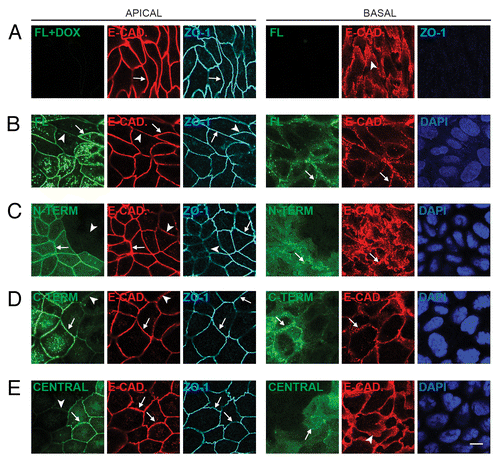 Figure 2. Exogenous expression of full-length, N-terminal, C-terminal, but not Central PLEKHA7 constructs enhances ZA recruitment and PA clustering of E-cadherin. Confocal immunofluorescence analysis of clonal lines of MDCK cells showing labeling for exogenous constructs (green) and E-cadherin, either in the apical plane of focus (ZO-1, gray, left panels), which contains ZA (zonula adhaerens), or in the basal plane (nuclei, blue DAPI, right panels), which contains PA (puncta adhaerentia). (A) Full-length, uninduced (FL+DOX); (B) Full-length, induced (FL); (C) N-terminal, induced (N-TERM); (D) C-terminal, induced (C-TERM; (E) Central, induced. Matched arrows indicate matched normal junctional labeling (using ZO-1 as a reference fore the apical plane), and matched arrowheads indicate matched decreased junctional labeling (B, C, D, apical plane) or diffuse lateral labeling (A and E, basal). Within each panel, arrows indicate stronger labeling than arrowheads. The basal plane was typically 10–15 μm below the apical plane. Bar = 10 μm.