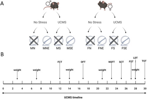 Figure 1. Experimental groups and UCMS timeline. (A) Mice were assigned to eight experimental groups based on variables of sex, stress, and exercise. (B) UCMS experimental timeline with physiological and behavioral evaluations. MN: male no stress; MNE: male no stress exercise; MS: male stress; MSE: male stress exercise: FN: Female no stress; FNE: Female no stress exercise; FS: Female stress; FSE: Female stress exercise. FCT: Food consumption test; OFT: open field test; NSFT: novelty suppressed feeding test; SCT: sucrose consumption test; FST: Forced swim test; LDT: light dark test; TST: tail suspension test.