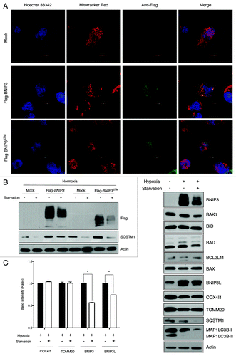 Figure 4. BNIP3 degradation is not dependent on BNIP3 translocation to mitochondria. (A) Full-length BNIP3 or BNIP3 lacking TM domain (BNIP3∆TM) was expressed in SK-Hep-1 cells, and its localization was visualized by immunofluorescence microscopy. Nuclei were stained with Hoechst 33342, and mitochondria were detected with Mito-tracker Red. Full-length BNIP3 and BNIP3∆TM were detected with an anti-Flag antibody and visualized with FITC-conjugated anti-mouse IgG. (B) Flag-tagged BNIP3 and BNIP3∆TM were transiently expressed in SK-Hep-1 cells. At 24 h after transfection, the cells were incubated with or without starvation and subjected to western-blot analysis. (C) Various mitochondrion-associated proteins were analyzed by western blotting following hypoxia or hypoxia plus starvation. Mitochondrial autophagy was assessed according to the expression level of mitochondrial membrane proteins, COX4I1 and TOMM20 (left panel). The data are shown as means ± SD for three independent experiments. *p < 0.0005, t test.