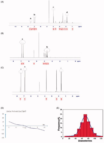 Figure 1. (A) 1H NMR spectra of MIC-NPs. (B) 1H NMR spectra of NDM. (C) 1H NMR spectra of N3AI. (D) Zeta potential of nanoparticles. (E) Nanometer particle size distribution. MIC-NPs: nanoparticles of imidazole and mannose modified carboxymethyl chitosan; NDM: P-aminophenol-d-pyran mannoside; N3AI: 1-(3-aminopropyl) imidazole.