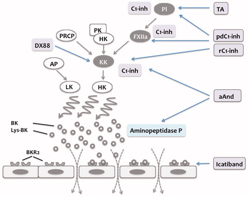 Figure 4. Summary of treatment options in hereditary and acquired C1-inhibitor-mediated angioedema. C1-inhibitor (C1-Inh) regulates contact phase activation by inhibition of activated factor XII (FXIIa) and kallikrein (KK). Treatment of plasma-derived C1-Inh (pd-C1-Inh) and recombinant C1-Inh (rC1-Inh) restores the regulation of contact phase activation and hence reduces BK formation. Tranexamic acid (TA) inhibits plasmin generation thereby attenuating the positive feedback loop resulting in generation of additional FXIIa. Ecallantide (DX88) is a direct inhibitor of KK. Attenuated androgens (aAnd) increase C1-Inh and aminopeptidase P levels. Icatiband selectively blocks BK effects on bradykinin-receptor 2 (BKR2), thereby preventing BK-mediated increase in permeability.