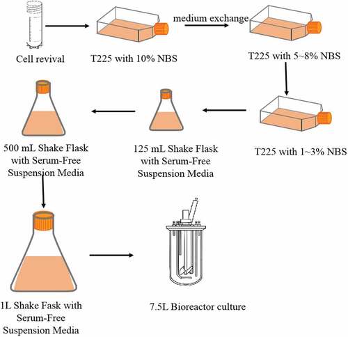 Figure 2. Illustration of cell suspension culture methodology.