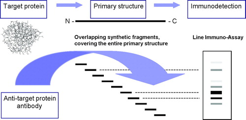 FIG. 2 Epitope mapping by peptide scanning. Based upon the amino acid structure of the study protein (primary structure) peptides of 10 to 15 amino acids of length covering the entire primary structure of the protein, are synthesised. These peptides will overlap typically with five amino acids. These peptides are immobilised e.g., on some sort of membrane (e.g., nitrocellulose) prior to incubation with specific serum, IgG or IgE. A potential test format could be any type of standard immunochemical assay, e.g., ELISA, dot-blot or line immunoassay. Following development of the membrane, specific peptides may be visualised by various degrees of staining.