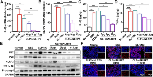 Figure 5 CLP/siNLRP3 alleviated DSS-induced UC by inhibiting NLRP3 inflammasome activation. (A and B) The gene levels of pro-IL-1β (A) and NLRP3 (B) in colonic tissue detected by RT-PCR. (C and D) The protein level of mature IL-1β (C) and TNF-α (D) in colonic tissue detected by ELISA. (E) WB analysis of IL-1β, caspase-1, and NLRP3 in colonic tissue. (F) Immunofluorescence detection of F4/80+ macrophages (red) in frozen sections of colonic tissue (n=6 per group), nuclei were stained with DAPI (blue). Data were mean± SEM. *P ≤ 0.05, **P ≤ 0.01, ***P ≤ 0.001.