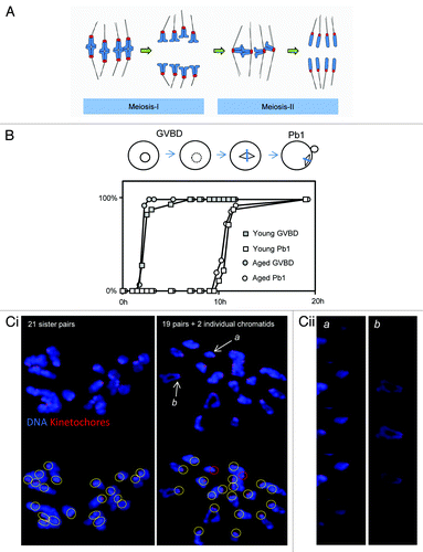 Figure 1. Aged oocytes mis-segregate chromosomes without altering the duration of meiosis-I. (A) Cartoon illustrating normal chromosome segregation during mammalian oocyte meiosis-I and meiosis-II. Chromosomes are indicated in blue, kinetochores in red, and microtubules in black. Note that meiosis-I results in the separation of pairs of homologous chromosomes, such that sister chromatids are co-segregated to the same spindle pole. A pair of sister chromatids is also termed a “dyad”. Sisters are subsequently segregated in meiosis-II to generate a haploid genome. Further details in text. (B) One of 3 similar experiments, in which the duration of MI in young and aged oocytes was directly compared. Oocytes were collected and then cultured simultaneously, and the times of germinal vesicle breakdown (GVBD) and polar body extrusion (Pb1) determined. Note there is no difference in the timings of these events with age. The replicate shown comprised 28 young and 17 aged oocytes. (Ci) Two examples of in situ chromosome count experiments from mice aged 15–17 mo. Images shown are confocal Z-projections. Scoring was performed using individual slices. Yellow circles indicate pairs of sister kinetochores. Red circles indicate individual chromatids. (Cii) Zoomed individual optical slices of the 2 chromosomes labeled (a and b) in (Ci). Note that (a) depicts an individual sister, whereas (b) depicts a normal pair of sisters. Optical sections at 0.5-µm intervals.