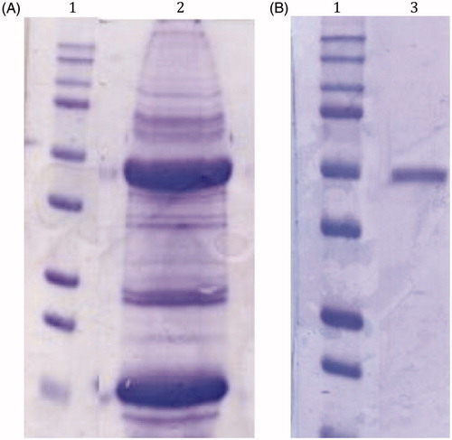 Figure 2. SDS-Page of the native CA purified from the mantles of M. galloprovincialis. Panel A, lane 2: cell extract protein from the mussel mantles before the purification; Panel B, lane 3: purified CA from pAMBS affinity column. Panel A and B, lane 1: molecular markers. Starting from the top: 250 kDa, 150 kDa, 100 kDa, 75 kDa, 50 kDa, 37 kDa, 25 kDa, 20 kDa, 15 kDa and 10 kDa.