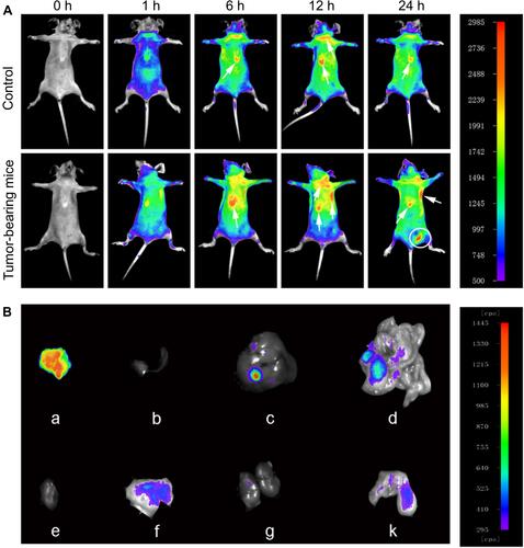 Figure 5 Time-lapse distribution of NMOFs-RGD in tumor-bearing mice. (A) Thermal images of NMOFs-RGD in control and tumor-bearing mice at 0, 1, 6, 12, and 24 hours (h) postinjection. (B) Thermal images of NMOFs-RGD in different organs of tumor-bearing mice: (a) tumor, (b) spleen, (c) liver, (d) intestine, (e) heart, (f) stomach, (g) kidney, and (k) lung.