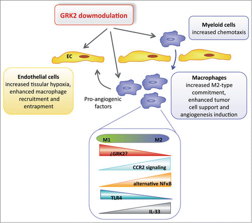 Figure 3. Proposed direct and vascular-mediated effects of GRK2 in angiogenesis induced by tumor-associated macrophages. GRK2-deficient endothelial cells (ECs) display an enhanced ability to trigger macrophage migration and an altered secretory profile of CXCL12, CXCL1, ET-1, and other macrophage regulatory factors that favor attraction, rolling, and extravasation of macrophages. Monocyte and macrophage chemotaxis is also dependent on GRK2 levels, and GRK2 downmodulation might influence the differentiation of myeloid cells in the tumor stroma. Some pro-M2 factors such as IL33 can reduce GRK2 expression, which would alleviate GRK2-mediated CCL2 receptor desensitization and the inhibition of the alternative NFkB pathway, thereby favoring M2 polarization. An increase in the presence of tumor-associated macrophages and of macrophage polarization to M2-like profiles supports malignant proliferation, survival, angiogenesis, and stroma remodeling.