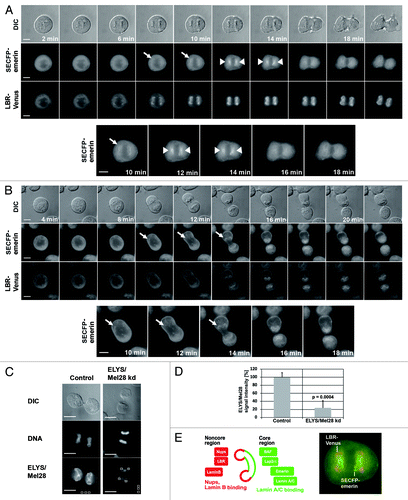 Figure 1. The targeting of the LBR depends on ELYS/Mel28 and the Nup107-160 complex but not on the nucleoporin Pom121. Immunofluorescence (IF) staining of mitotic cells depleted of (A) ELYS/Mel28 for 50 h, (B) Pom121 for 50 h, (C) or Nup107 after double transfection for 75–80 h. Two different siRNA oligos were used to for ELYS/Mel28 depletion (I and II). (D) The depletion efficiency of ELYS/Mel28, Pom121 and Nup107-Venus, observed in (A–C) respectively, was evaluated by comparing the IF signal intensities of the control cells and the depleted cells. (E) Endogenous Pom121, ELYS/Mel28, and LBR were detected by IF staining after LBR-depletion with RNAi (LBR kd). (F) Endogenous Lamin B, LBR, and Nup62 were detected by IF staining in ELYS/Mel28-depleted cells. Scale bars = 10 µm. The pictures are projections of image stacks (distance = 0.2 µm; three images).