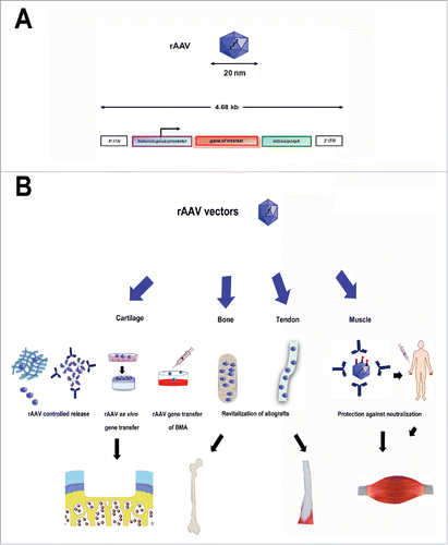 Figure 1. Concepts for rAAV-mediated gene transfer using tissue engineering approaches in the musculoskeletal system. (A) Genomic organization of rAAV vectors. Classical rAAV vector with 2 inverted terminal repeats (ITRs) at either end of a transgene cassette (heterelogous promoter, gene of interest, intron/polyA signal). The arrows show the viral transcription promoter. (B) Principal tissue engineering strategies for rAAV mediated-gene transfer in the musculoskeletal system. rAAV can be encapsulated in different biomaterials such as hydrogels or polymeric micelles to achieve a controlled release profile at the site of injury. The vectors may be delivered ex vivo by genetically modification of cells that are subsequently seeded onto a matrix and implanted in the recipient. Different patient-related materials including bone marrow aspirates (BMA) and allografts can be endowed with biological factors enhancing cell/tissue reparative processes via rAAV-mediated gene transfer. Polymers can be used to overcome rAAV physiological barriers when administered through classical routes to achieve an efficient gene transfer in the target location.