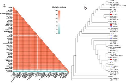 Figure 3. Analysis of the evolution and identity of the UTR nt sequences. (a) Heat map showing the comparison of similarity between the UTRs of the GyVg1 strains used in this study and other reference strains (bottom left: levels of identity are shown by gradient colors ranging from 40% to 100%).(b) in the evolutionary tree, the canine strains are marked with red pentagrams, feline strains with red squares, canine reference strains with blue pentagrams, and feline hosts with blue squares.