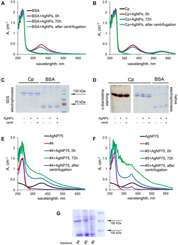 Figure 8 Interaction of AgNPs with BSA (A) and Cp (B) in vitro studied with UV/Vis spectroscopy. (C) PAGE in denaturing reducing conditions of Cp and BSA. (D) non-denaturing PAGE of Cp (o-dianisidine staining) and BSA (Coomassie staining), with changes in UV/Vis spectra of serum fractions #4 (E) and #5 (F) during incubation with AgNPs. (G) PAGE in denaturing reduced conditions of blood serum fractions #4–6 from control mice.