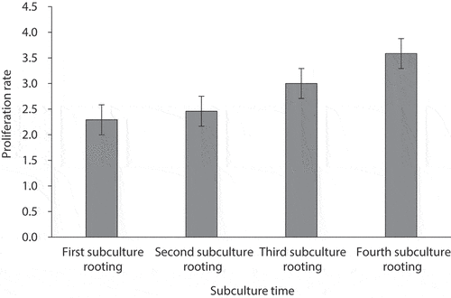 Figure 5. Proliferation rates in Acacia mangium × A. auriculiformis rooting subcultures