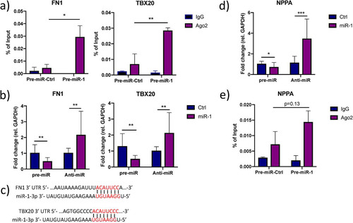 FIG 5 Additional effects of miR-1 on ANP biogenesis. (a) Enrichment of FN1 and TBX20 in AGO2-immunoprecipitated RNA from iPS-CM transfected with pre-miR-1 compared to their expression levels in cells transfected with pre-miR-Ctrl was validated with qRT-PCR. Shown are relative expression levels for the negative-control samples (IgG) and the AGO2 samples, normalized to the value for input RNA. Results are derived from three separate experiments. *, P < 0.05, and **, P < 0.01, comparing the levels of AGO2-associated RNA between cells transfected with pre-miR-Ctrl and pre-miR-1 using 2-way ANOVA with Sidak’s multiple-comparison test. (b) Relative expression of FN1 and TBX20 in iPS-CM transfected with pre- or anti-miR-1 measured by qRT-PCR. Results are derived from three separate experiments. Data are normalized to the expression of GAPDH and expressed relative to the mean value for the respective control group. **, P < 0.01, using Student’s t test. (c) Representation of the predicted miR-1-3p target sites in the 3′ UTR of ATF2, FN1, and TBX20 mRNA. (d) Relative expression of NPPA in iPS-CM transfected with pre- or anti-miR-1 measured with qRT-PCR. Expression data were normalized to the expression of GAPDH and expressed relative to the mean value for the controls. *, P < 0.05, and ***, P < 0.001, using Student’s t test. Results are derived from three separate experiments. (e) Level of NPPA in AGO2-immunoprecipitated RNA from iPS-CM transfected with pre-miR-1 compared to the level in cells transfected with pre-miR-Ctrl measured with qRT-PCR. Shown are relative expression levels for the negative-control samples (IgG) and the AGO2 samples, normalized to the value for input RNA. Results are derived from three separate experiments. Statistical significance was determined by t test using 2-way ANOVA with Sidak’s multiple-comparison test.