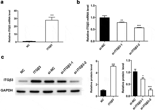 Figure 1. The efficiency of overexpressed ITGβ3 vector and ITGβ3 siRNAs was evaluated in mouse podocyte cell line MPC5. (a) ITGβ3 expression in NC and ITGβ3 group was tested by RT-qPCR, (b) ITGβ3 expression in si-NC, si-ITGβ3-1 and si-ITGβ3-2 group was detected by RT-qPCR. (c) ITGβ3 protein expression was detected by Western blot analysis. Data are shown as mean ± standard deviation, N = 3. *, p < 0.05; **, p < 0.01; ***, p < 0.001