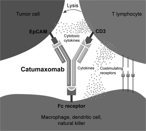 Figure 2 Mechanism of action: catumaxomab is a trifunctional antibody that accelerates the recognition and destruction of tumor cells by different immune cells.Notes: Catumaxomab binds the EpCAM on the surface of a cancer cell, CD3 on T lymphocytes, and Fc on Fcγ-receptor positive accessory cell. Immunoeffector cells interact with each other, leading to the elimination of tumor cells by the mechanisms of T-cell cytotoxicity, cytokine cytotoxicity, phagocytosis, or antibody-dependent cellular toxicity. Adapted by permission from Macmillan Publishers Ltd: Nat Biotechnol. Walsh G. Biopharmaceutical benchmarks 2010. 2010;28(9):917–924. Copyright 2010 Nature Publishing Group. Available from: https://www.nature.com/nbt/.Citation48
