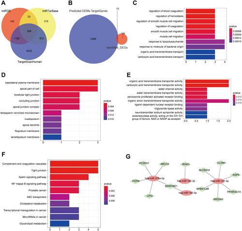 Figure 4 MiRNA target gene prediction and miRNA/mRNA joint analysis. (A) The target gene Venn diagram of four miRNAs predicted by different databases. (B) Venn diagram of overlap of target genes and 125 mRNAs. (C) The top 10 significantly enriched BP terms of the 15 intersection genes. (D) The top 10 significantly enriched CC terms of the 15 intersection genes. (E) The top 10 significantly enriched MF terms of the 15 intersection genes. (F) The top 10 significantly enriched KEGG pathways. (G) Co-expression network diagram of miRNAs and mRNAs. Red oval node: miRNA; green diamond node: mRNA.