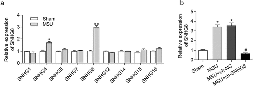 Figure 1. SNHG8 expression in foot pad is increased by MSU. (a) RT-qPCR disclosed that MSU treatment significantly enhanced the expression of SNHG4, SNHG8 in foot pad tissues of mice. (b) RT-qPCR manifested that SNHG8 expression in foot pad tissues of GA mice was silenced by injection of lentivirus expressing sh-SNHG8. *p < 0.05, **p < 0.01 vs. sham group, #p < 0.05 vs. MSU+ sh-NC group. There were eight mice in each group