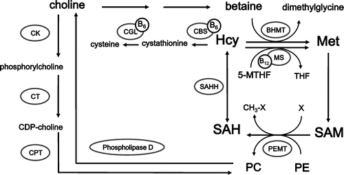 Fig. 1. Metabolic pathways linking methionine and lipid metabolism.Notes: BHMT, betaine–homocysteine methyltransferase; CBS, cystathionine β-synthase; CDP–choline, cytidine diphosphate–choline; CGL, cystathionine γ-lyase; CK, choline kinase; CPT, choline phosphotransferase; CT, phosphocholine cytidylyl transferase; Hcy, homocysteine; Met, methionine; MS, methionine synthase; 5-MTHF, 5-methyltetrahydrofolate; PC, phosphatidylcholine; PE, phosphatidylethanolamine; PEMT, phosphatidylethanolamine N-methyltransferase; PLP, pyridoxal 5′-phosphate; SAH, S-adenosylhomocysteine; SAM, S-adenosylmethionine; THF, tetrohydrofolate.