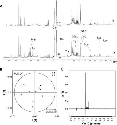 Figure 7 1H NMR spectra and PLS-DA of liver tissue extracts from rats following an intravenous injection of silica nanoparticles (50 mg/kg body weight) at 48 hours. (A) 1H NMR spectra; (B) PLS-DA score plots derived from 1H NMR spectra; and (C) coefficient plots derived from 1H NMR spectra.Notes: (a) Control and (b) silica nanoparticle (SiO2 NP)-treated group.Abbreviations: Glu, glucose; Gly, glycine; GPC, sn-glycero-3-phosphocholine; Lac, lactate; Lys, lysine; NMR, nuclear magnetic resonance; PC, phosphorylcholine; Phe, phenylalanine; ppm, parts per million; Suc, succinate; Thr, threonine; Tyr, tyrosine; Var ID, variable ID.