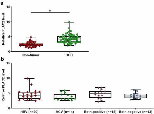 Figure 1. LncRNA PLAC2 accumulation in HCC. RT-qPCR results showed that lncRNA PLAC2 levels are increased in HCC tissues (*p < 0.05) (a) but not affected by HCV and HBV (b).