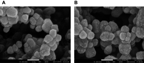 Figure 3 Field-emission scanning electron microscopy morphologies of nanoparticles (A) before and (B) after drug loading.