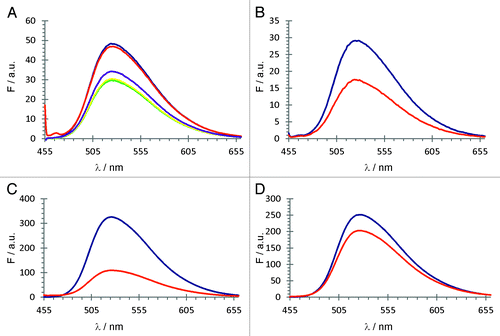 Figure 7. FMN fluorescence quenching curves: (A) Blue curve: FMN [0.1 µM]. FMN [0.1 µM] was incubated with cl-WT-5′alk3′az [0.15 µM] (red), cl-WT-5′az3′alk [0.15 µM] (purple), el-WT [0.15 µM] (yellow), tr-WT [0.15 µM] (green). (B) Blue curve: FMN [0.1 µM], red: cl-WT-5′alk3′az [0.15 µM] upon folding in the presence of FMN as folding mediator; (C) Blue curve: FMN [0.15 µM], red: upon incubation with el-A63AP [0.3 µM]; (D) blue curve: FMN [0.15 µM], red: upon incubation with el-A103AP [0.3 µM].
