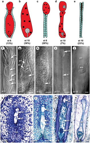 Figure 1. Representative examples of embryo sac and embryo formation during aposporous development in H. praealtum.(A) to (E) Cartoons depicting frequent types of embryo sacs observed in ovules of H. praealtum. (A) Embryo sac with enlarged AI cell at the top. (B) Single embryo sac. (C) Collapsed endothelium with embryo sac at the chalazal end. (D) Twin embryo sacs with developing embryos. (E) Aborted embryo sac resulting in collapsed endothelium. (F) to (J) Differential interference contrast images of off-type embryo sacs. (F) Two embryo sacs with embryo developing in the sac at the chalazal end, an AI is present within the top of the micropylar embryo sac. (G) An embryo sac developing endosperm but no embryo, in the top of this embryo sac is another. Bars = 50 µm. (H) Endosperm development without embryo in a chalazal embryo sac. (I) Collapsed endothelium with developing embryo at the chalazal end. (J) Lateral embryo development mid embryo sac. Arrowheads point toward structures within embryo sacs. Bars = 100 µm. (K) to (M) Toluidine Blue sections of ovules from stage 4 to 10. (K) Rare example of two functional AI cells developing at same rate. (L) Stage 6 with mature aposporous embryo sac and enlarged AI cell at the top. Bars = 50 µm. (M) Stage 8 with a globular embryo and enlarged AI cell at the top. (N) Stage 10 with a late globular stage embryo. Bars = 100 µm. Abbreviations: ai, aposporous intial cell; cc, central cell; ch, chalazal end; ec, egg cell; em, embryo; en, endosperm; et, endothelium; fai, functional AI cell; mp, micropylar end; pn, polar nuclei; st, stage.