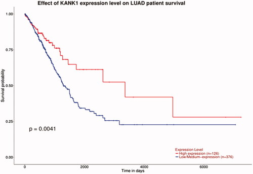 Figure 5. Correlation of KANK1 expression and the DFS of patients with lung adenocarcinoma. Red and blue lines indicate high and low expression groups, respectively. High expression of KANK1 is associated with improved DFS. p < .05 was considered to be statistically significant.