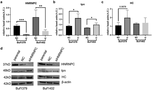 Figure 5. Upregulation of tpn protein levels by knockdown of hnRNP C.