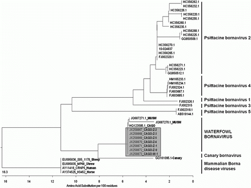 Figure 3.  Phylogenetic tree illustrating the genetic relationships between the waterfowl bornavirus and other bornaviruses, based on a partial amino acid sequence of the nucleocapsid protein gene. Representatives of the five known ABV genotypes, the canary genotype and several representatives of BDV are included. Sequences are identified with GenBank accession number followed by species (if non-psittacine). The seven Canada goose sequences originating in this study are highlighted in grey. Scale bar indicates the genetic distance among clusters. CAGO, Canada goose; MUSW, mute swan.