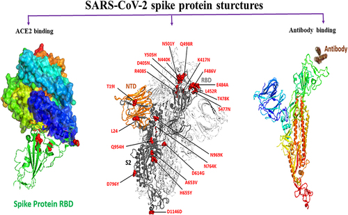 Figure 3 Side view of omicron’s trimeric spike protein showing mutations and their location in the spike region of SARS-CoV-2. Most frequent mutations in the spike (red color). A high frequency of mutations was detected in RBD and NTD of S1 subunits.
