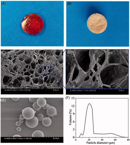 Figure 1. Morphological characterization of the representative composite hydrogel Gel/PMs-15. (A,B) Gross view of Gel/PMs-15 before and after lyophilization; (C,D) The cross section morphology of Gel/PMs-15 obtained by SEM, D is amplified versions of designated sites; (E) The morphology and (F) Size distribution of the freeze-dried PMs.