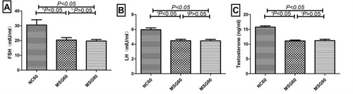 Figure 5 Effects of monosodium glutamate on the level of (A) the follicle-stimulating hormone, (B) luteinizing hormone, and (C) testosterone. Comparison between the MSG60 group and the NC60 group (ap < 0.05). Comparison between the MSG60 group and the MSG90 group (bp > 0.05).