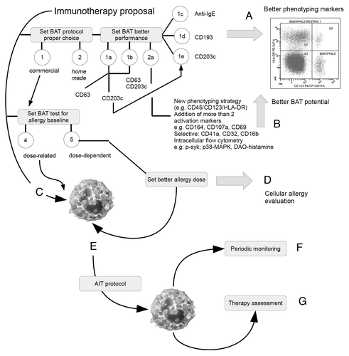 Figure 1. Cartoon showing a possible panel of decision strategy for the optimization of BAT use during AIT. Each step, indicated by a capital letter, represent an “analytical barrier,” which the operator must address in order to reach the best quality performance of the assay. Starting from a dual choice (commercial or home made) a BAT must address “analytical barriers” represented by the proper choice of gatig markers (A) and activation/intracellular markers (B). Usually, due to limited needs regarding cost/effectiveness and feasibility/handling, practitioners select commercial one-step, dose-related 2-colors FC protocols (C). Once chosen the methodology, further barriers are represented by the allergen sensitization protocol (D), desensitization process (E), and follow up during or post maintanance (F). Home made protocols with a dose-dependent method of allergen response calibration (D) allow a better interpretation of the cellular response during AIT.